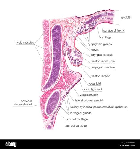 Illustration of the Upper Respiratory Tract, Larynx. This Histologic ...