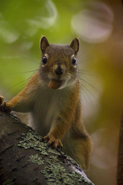 File:Baby squirrel in tree 2.jpg - Wikimedia Commons