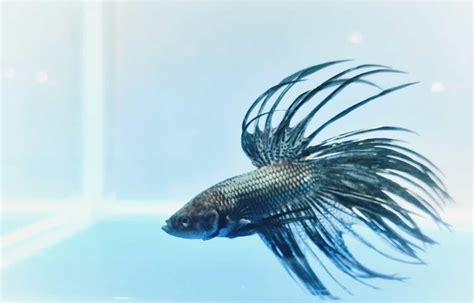 Restoring the Grace of Your Betta: Essential Tips to Heal Fin Rot