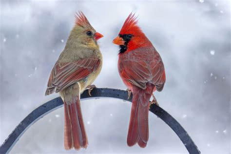 Identifying Winter Birds in Milwaukee