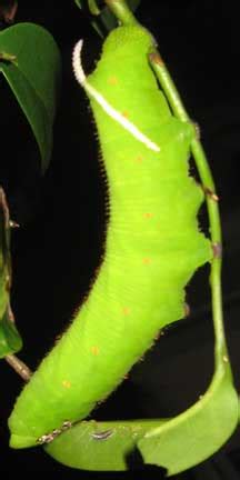 Giant Sphinx Moth Caterpillar: Genus Cocytius - What's That Bug?