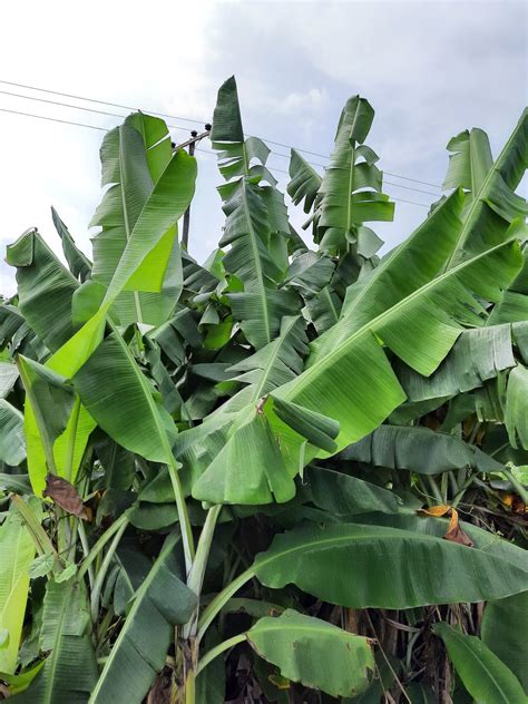 Plantain Leaves: Amazing Benefits For Hair And Skin.