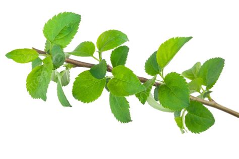 Young Apple Tree Branch Photo Background And Picture For Free Download ...