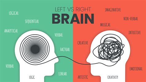 Left Brain vs. Right Brain Dominance infographic template. How the ...