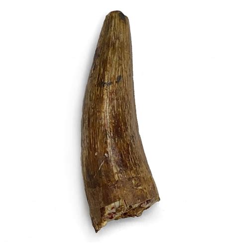 Fossils For Sale | Fossils-UK.com | Upper Triassic Phytosaur Tooth from ...