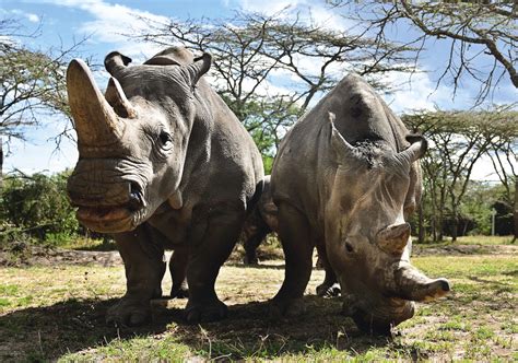 There are two northern white rhinos left, both females. Here’s how ...