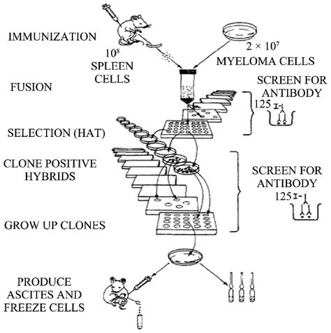 Procedure for Hybridoma preparation. | Download Scientific Diagram