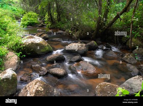 Woodland Stream on Zomba Plateau, Malawi Stock Photo - Alamy