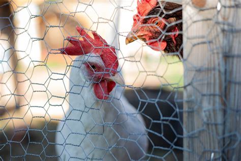 How To Build A Garden Fence With Chicken Wire To Keep The Animals Out