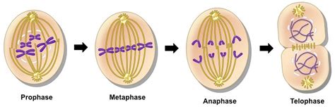 Mitosis | BioNinja