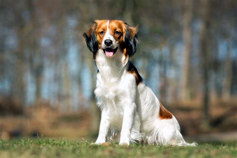 Kooikerhondje Dog Breed Information, Pictures, Characteristics & Facts ...