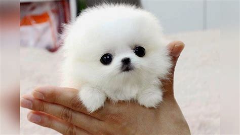 The SMALLEST DOG BREEDS in the World | Cute dogs, Small dogs, Small dog ...