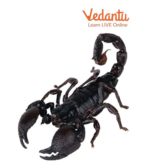 Facts About Black Scorpions - Learn Important Terms and Concepts