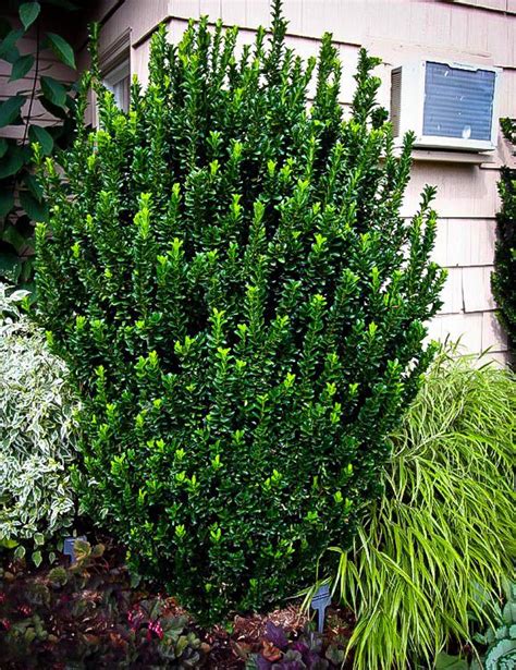 green spire euonymus plant in 2023 | Evergreen garden, Evergreen shrubs ...