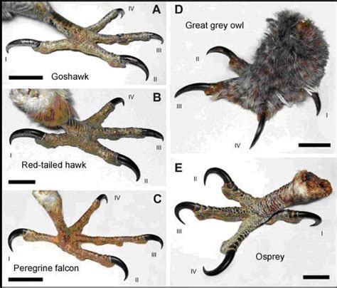 eagle talons anatomy - Google Search | Ends Meat: Eagle Talons | Owl ...