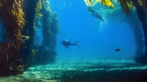 Scuba-diving-in-a-kelp-forest - Oceanographic - Oceanographic