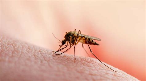 Malaria: Symptoms, Treatment & Prevention | Ausmed