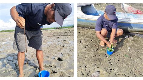 Yuk.. Tangkap Cacing Laut (Bobbit Worm) Pakai Perasan Daun Pepaya ...