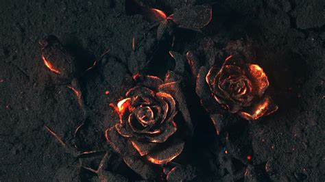 Black Rose Wallpaper 4k