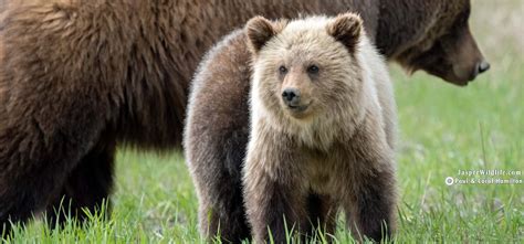 Jasper Wildlife Tours