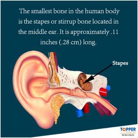 #DidYouKnow? | Human body bones, Human body systems, Body systems