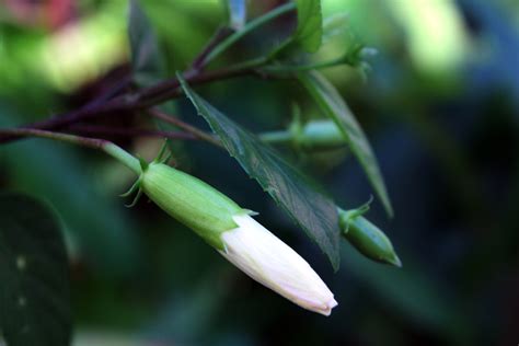 White Gumamela Bud Free Stock Photo - Public Domain Pictures