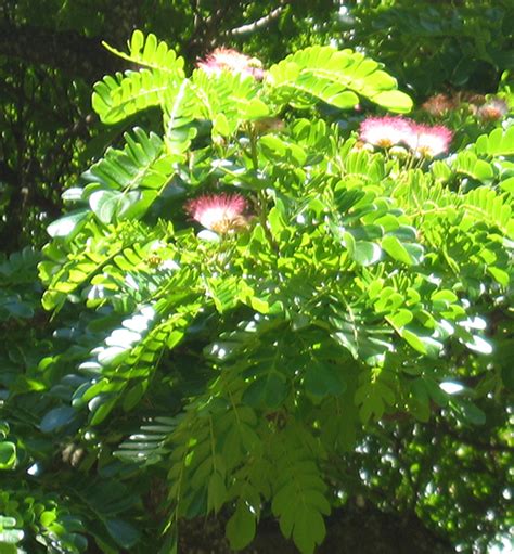 National Tropical Botanical Garden | Samanea saman - Plant Detail ...