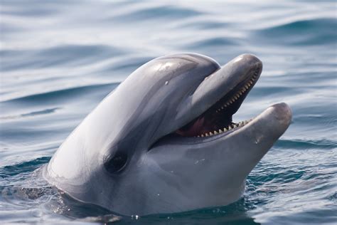 Tips and advice for swimming with dolphins | Dolphinaris