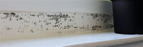 What Does Black Mold Look Like? Spot the Spores | Grange Insurance