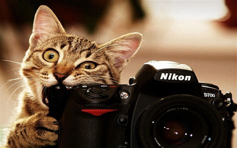 Funny Cats Wallpapers - Wallpaper Cave