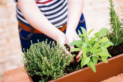 Planting sage: how and where to plant - Plantura