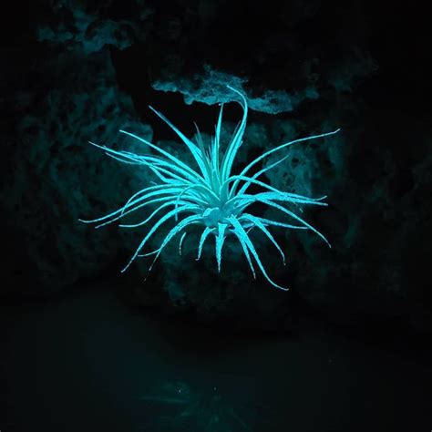 Bioluminescent Plants Are the Next Big Thing