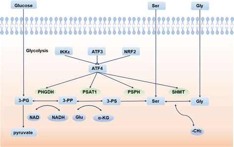 Frontiers | The role of serine metabolism in lung cancer: From ...