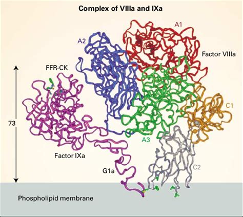 The Complex of Activated Factor VIII (VIIIa) and Activated Factor IX ...