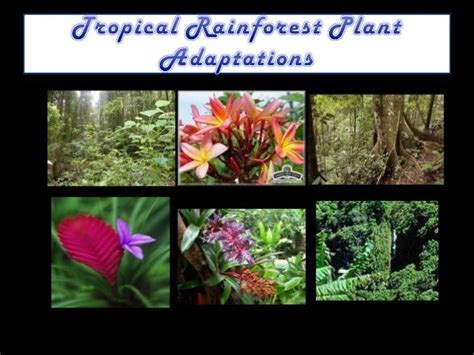 Rainforest Plants With Adaptations | RAINFOREST ANIMAL