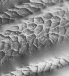 13 Micro fibers ideas | fiber, things under a microscope, microscopic