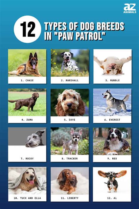 Breeds Of Dogs From Paw Patrol - Infoupdate.org