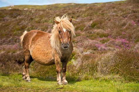 Shetland Ponies | Love the Energy