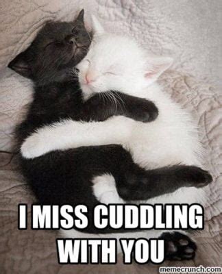 25 Cutest Cuddle Memes - SayingImages.com