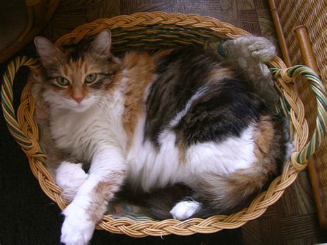 30 Cutest Photos of Cats in Baskets - Best Photography, Art, Landscapes ...