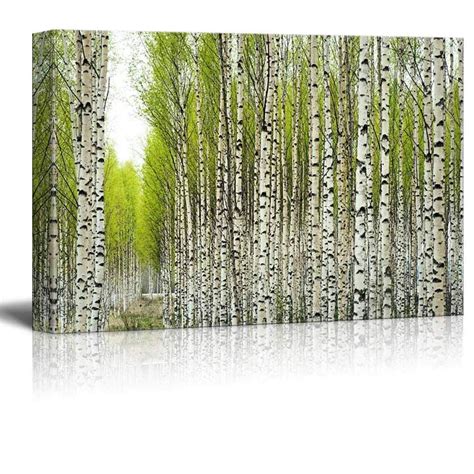 Wall26 Canvas Prints Wall Art - Birch Trees with Fresh Green Leaves in ...