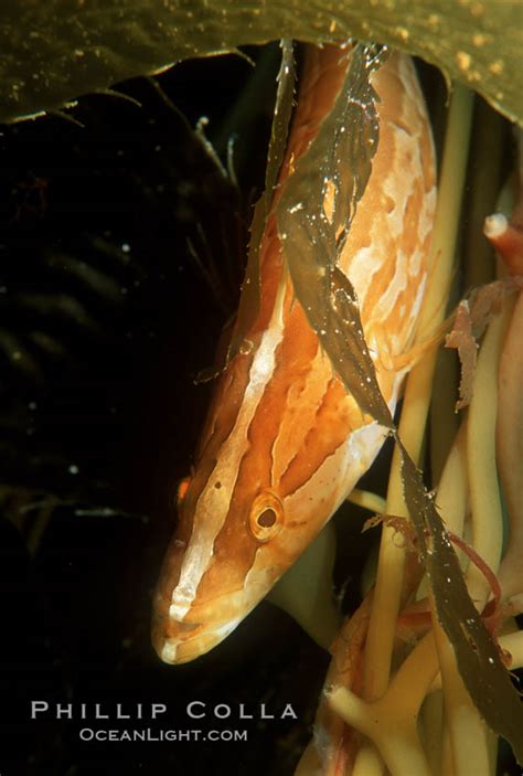 Giant kelpfish in kelp, Heterostichus rostratus photo, San Clemente ...