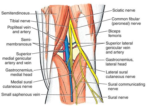 Proximal Tib-Fib Dislocation - Knee & Sports - Orthobullets