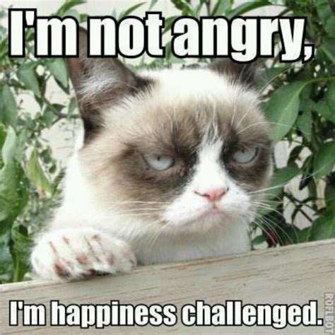 1000+ images about Grumpy Cat on Pinterest | Grumpy cat, Grumpy cat ...