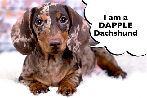 Do Dapple Dachshunds Have Health Problems