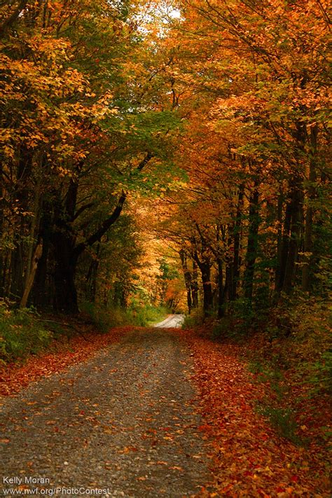 Why Leaves Fall from Trees in Autumn - The National Wildlife Federation ...