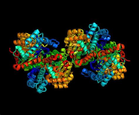 Alpha enolase - Alchetron, The Free Social Encyclopedia