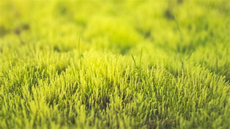 1920x1080 Resolution grass, green, close-up 1080P Laptop Full HD ...