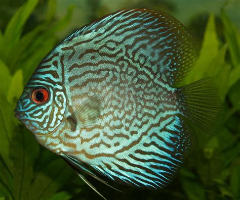 Public Domain Photos and Images: Discus fish of the genus Symphysodon