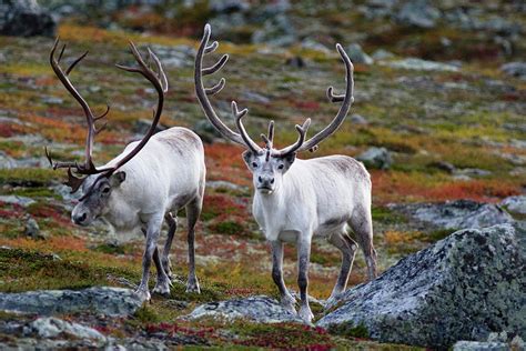 Reindeer Antlers by Paulanthonywilson